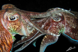 mating cuttlefish by Adriano Trapani 